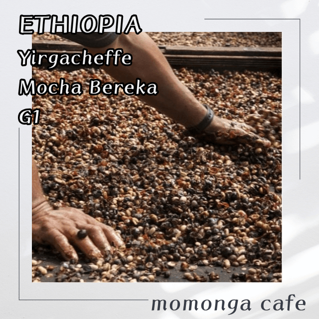 チオピアイルガチェフモカ・ベレカG１100g