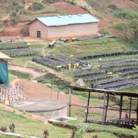 ルワンダスカイヒルウォッシュド100g | 4枚目