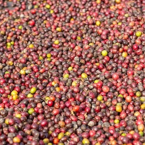 コスタリカ ドン・オスカル エル･ポトレロ農園･ﾚｯﾄﾞﾊﾆｰ 100g | 4枚目