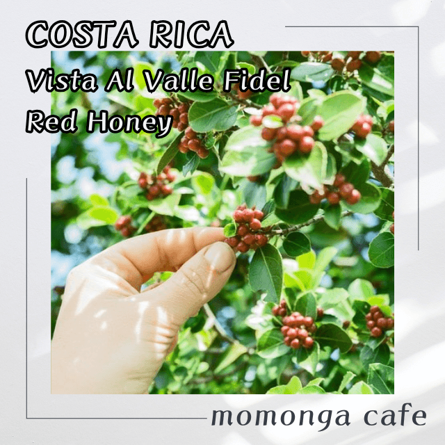 コスタリカ ドン・オスカル エル･ポトレロ農園･ﾚｯﾄﾞﾊﾆｰ 100g