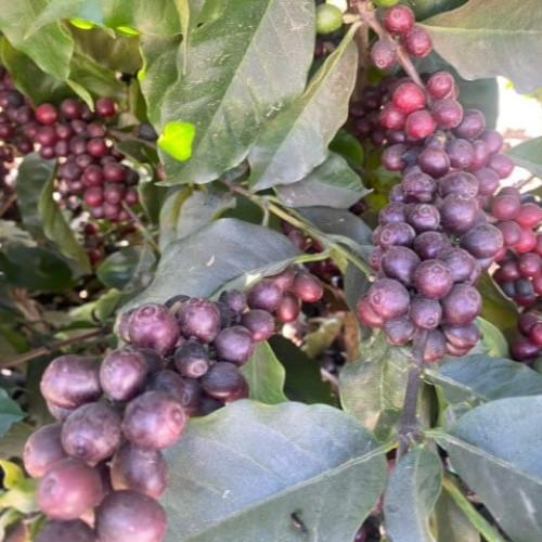 ブラジルサントアントニオプレミアムショコラ100g | 4枚目