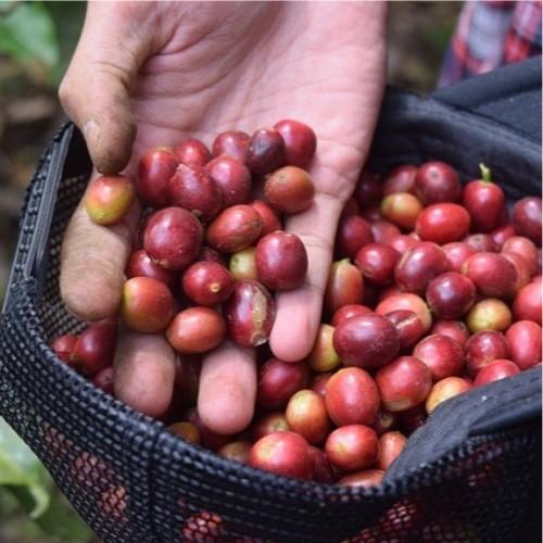 インドネシアリントン地区マンデリン・ミトラG1100g | 4枚目